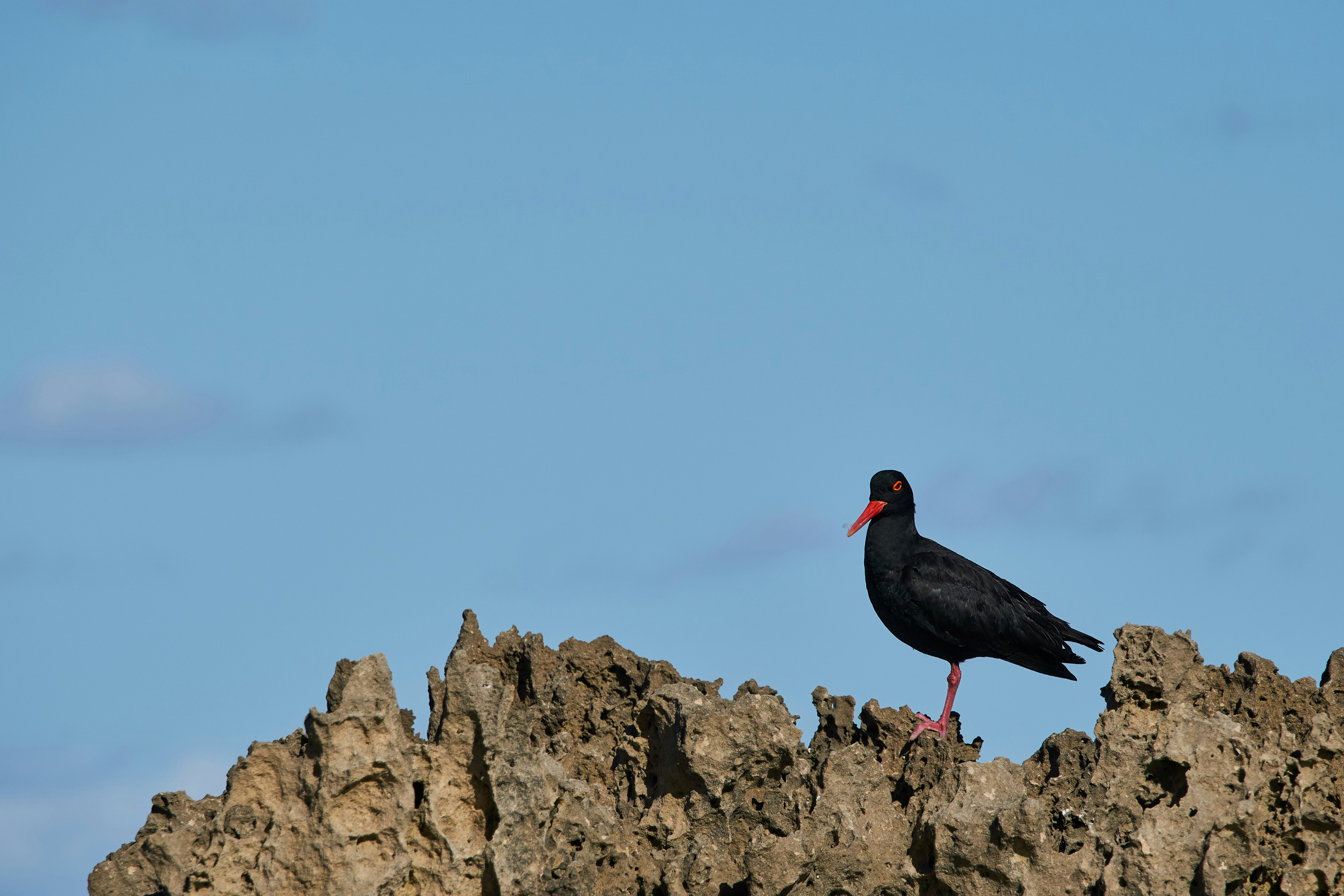 black bird on brown rock during daytime